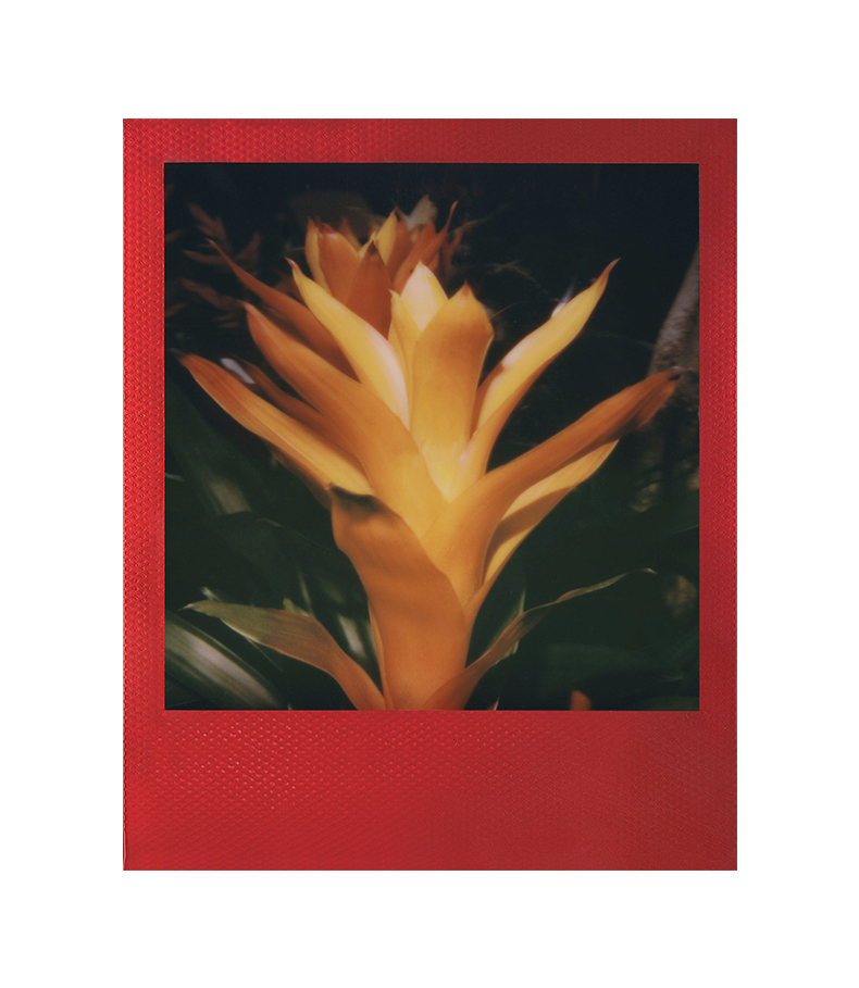 Polaroid originais filme de 600 instantâneo Polaroid originais filme de 600 instantâneo